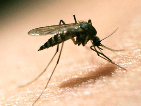 newsuperinfectedmosquitoesmayhelpfightzika